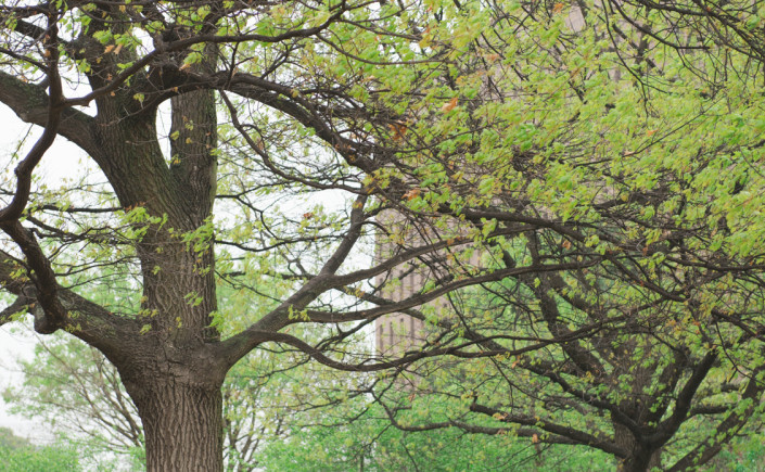 Ottawa tulip festival engagement photo session under the trees at Dow's lake