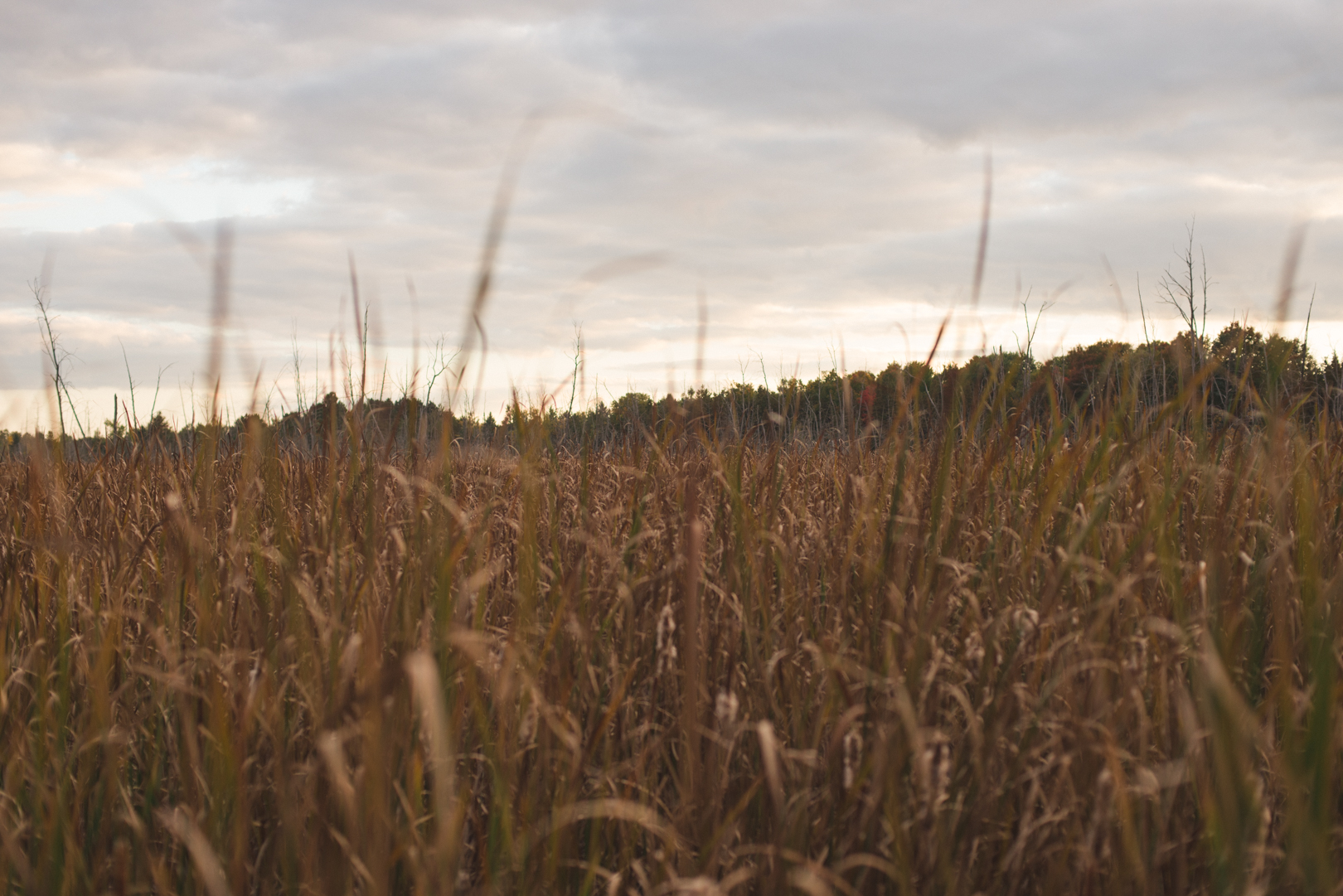 view of long swampy grass