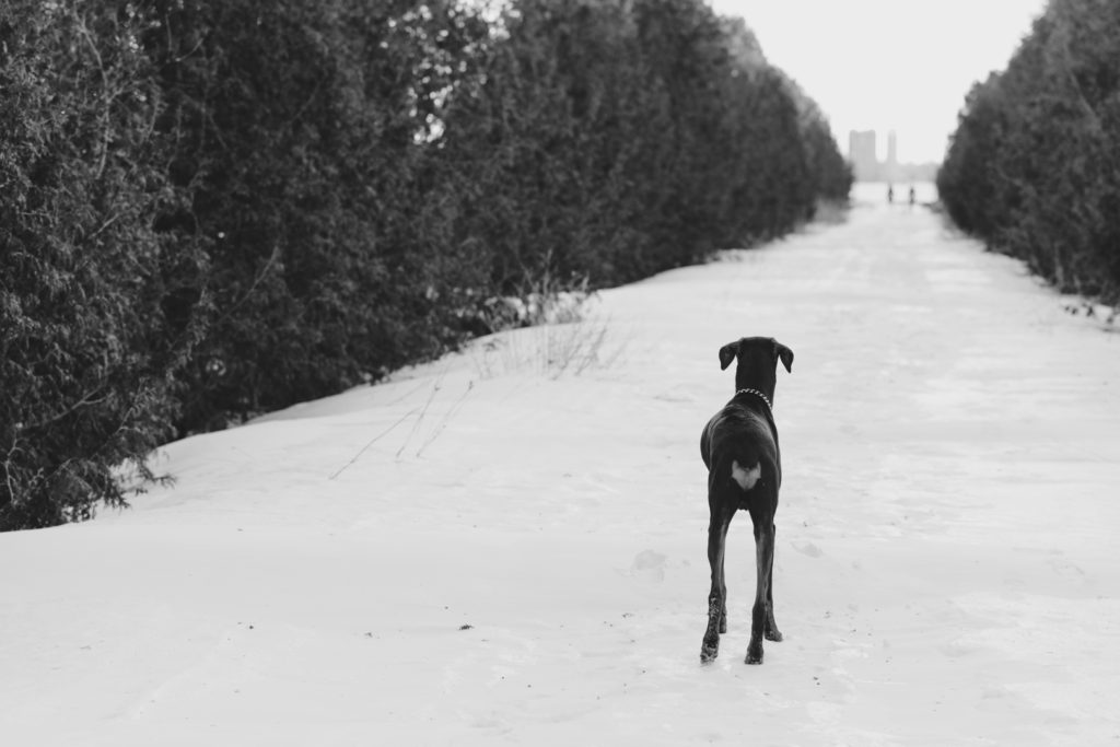 dog looking down a snowy path in black and white