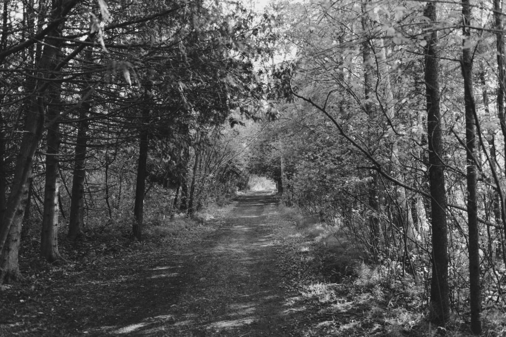 trail in the woods surrounded by trees in black and white - Ashley Notley Photography