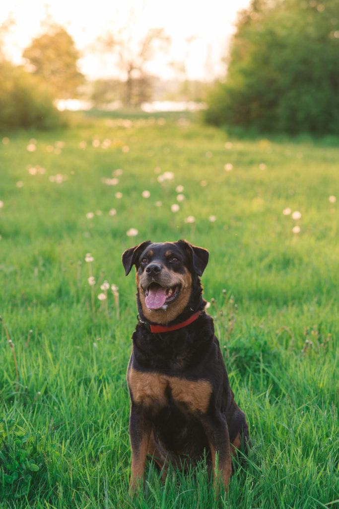 Rottweiler posing in the field at sunset