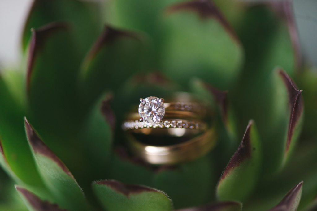 wedding rings in a succulent plant