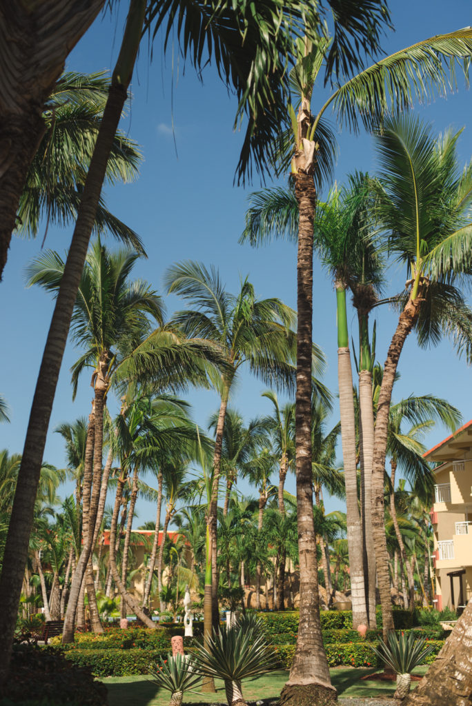 palm trees and blue skies at Dreams Punta Cana