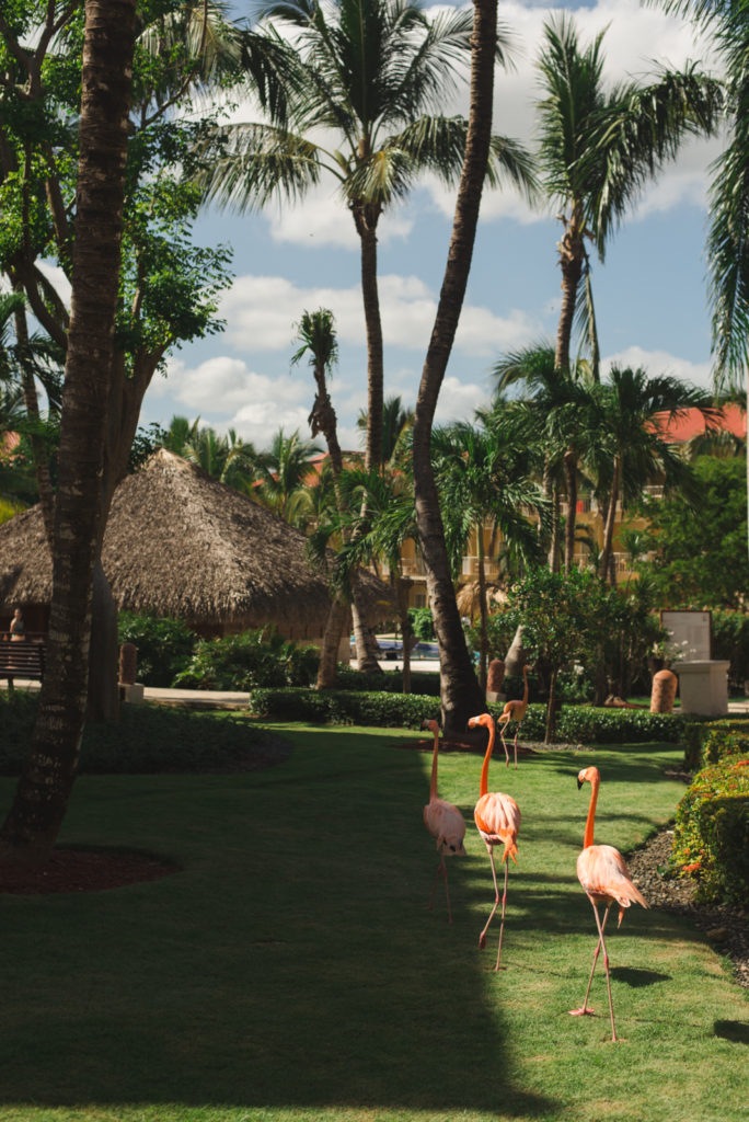 flamingos walking around the beach resort