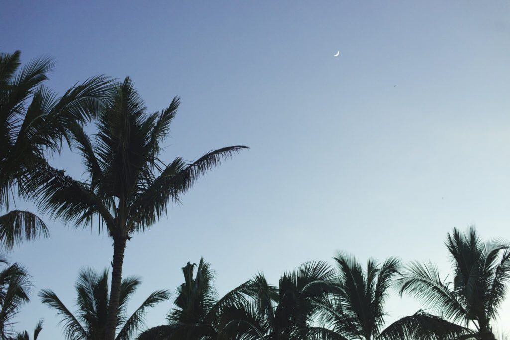 evening sky with palm trees and moon