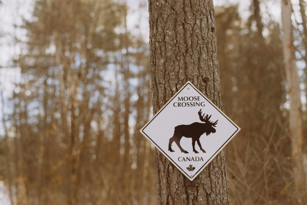 moose crossing sign posted on a tree