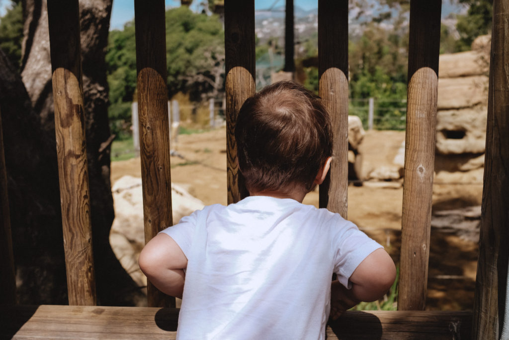 little boy looking at elephant at the Santa Barbara zoo