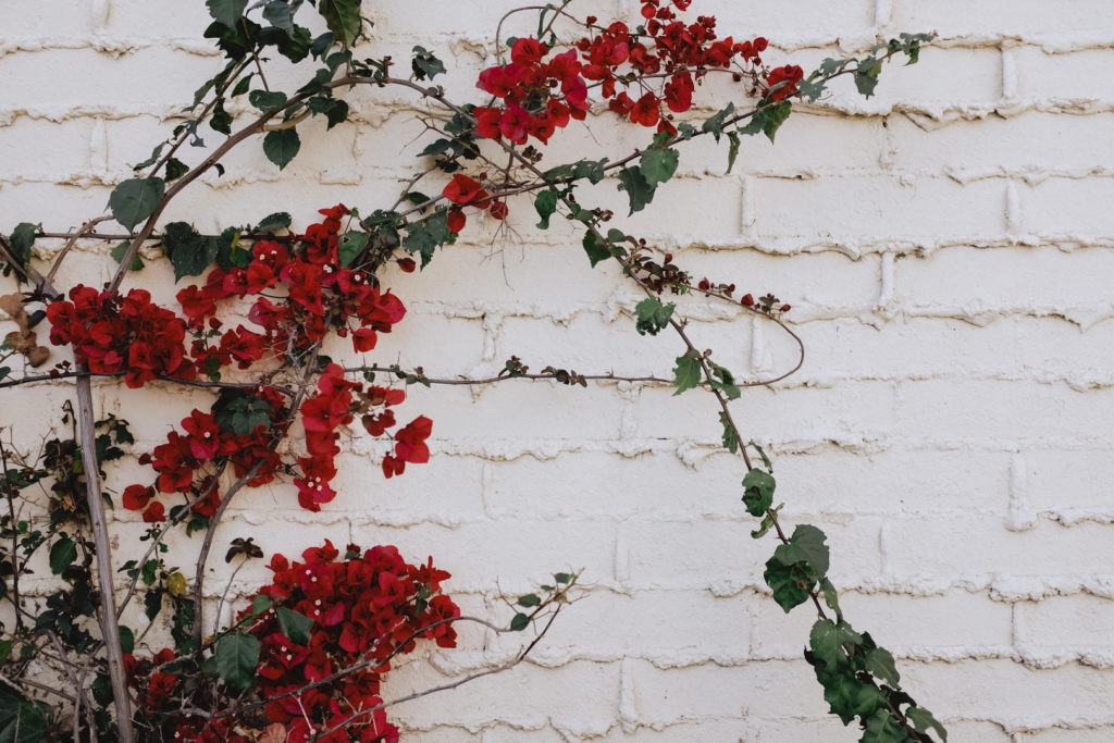flowers and vines growing on white brick wall