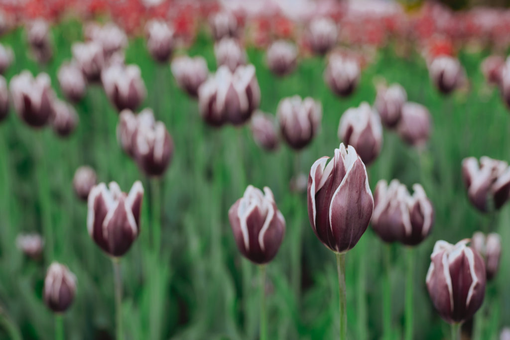 purple and white tulips
