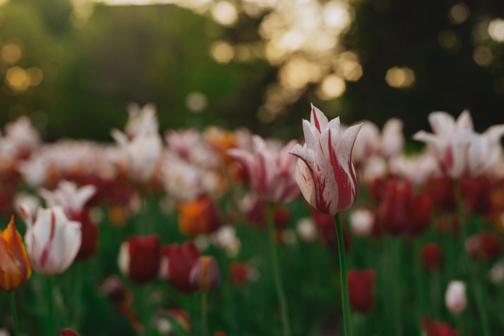 red and white tulips at sunset