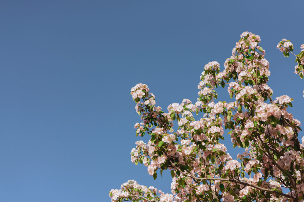 cherry blossom tree and the blue sky