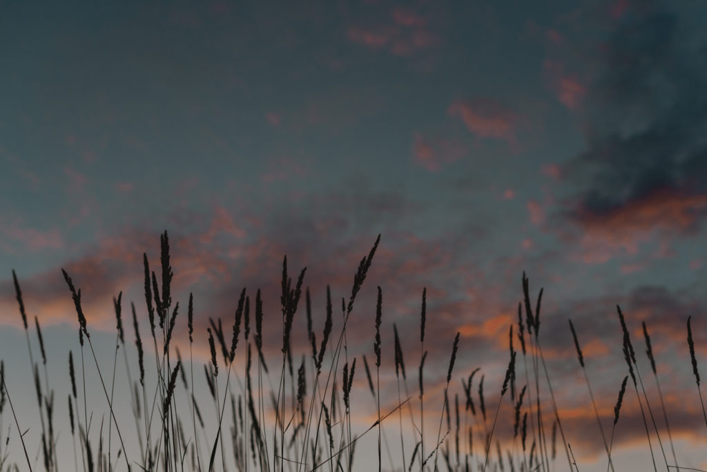 tall straw grass in a farmer's field at sunset