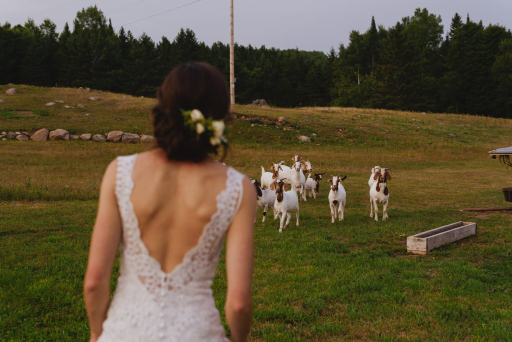 photo of goats running towards a bride in a goat pasture