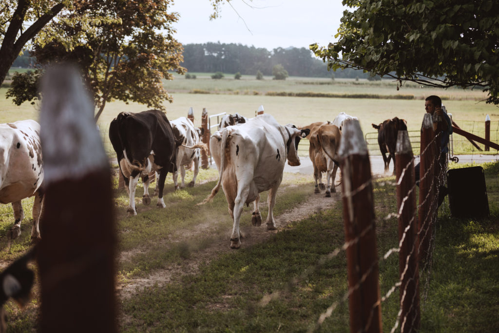 cows being released into the pasture during cocktail hour