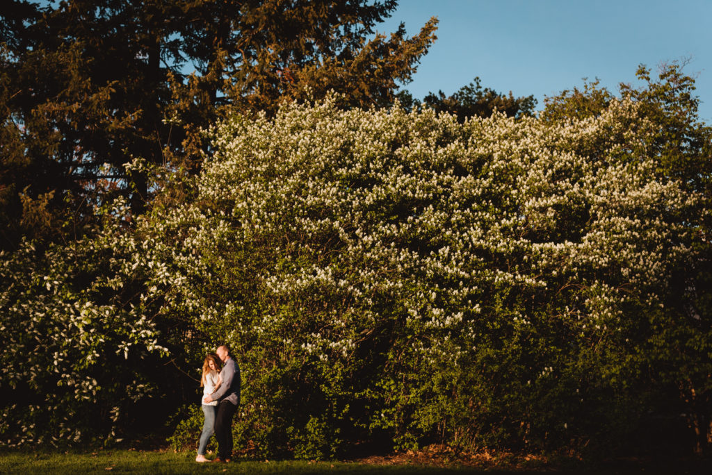 engaged couple cuddling in front of white blossom tree at sunset