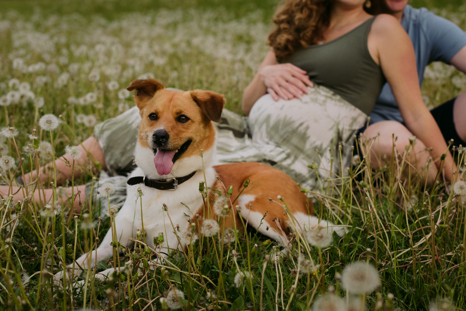 expecting parents sitting a field of dandelions with their dog smiling