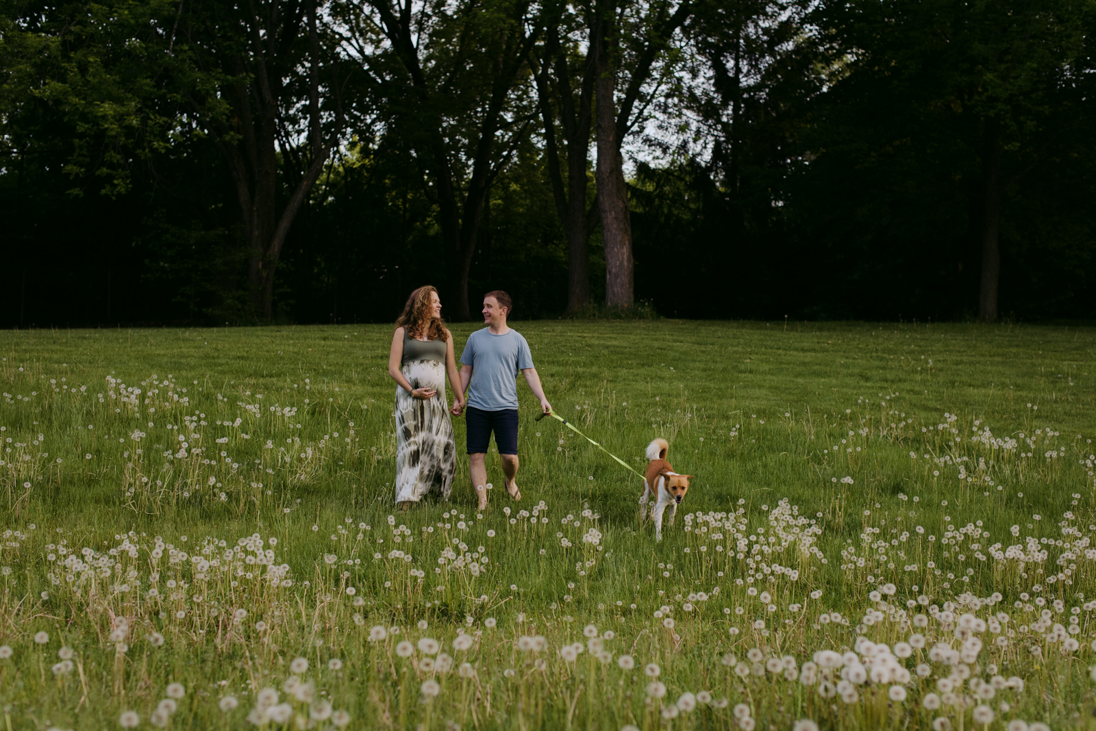 expecting parents walking their dog in a field of dandelions