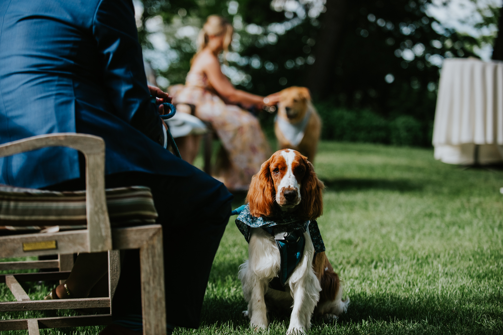 dogs in bandanas during wedding ceremony